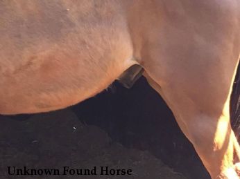 Unknown Found Horse
